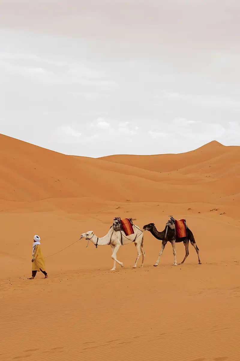 dromedario-marruecos